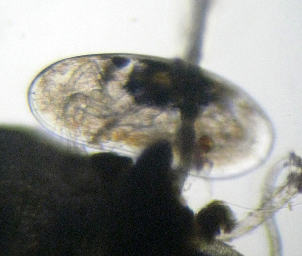 Ostracodi poco seri